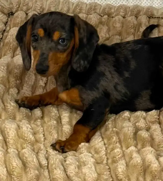 teckel tea cup femelle in Dogs & Puppies for Rehoming in Laurentides - Image 2