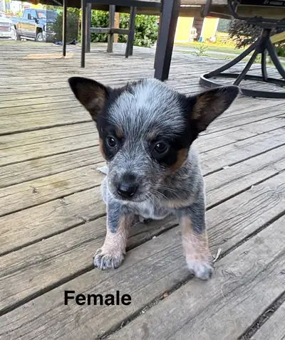 Blue Heeler Puppies, View more