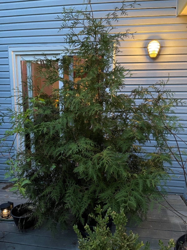 Tree for sale Plants, Fertilizer & Soil Kitchener / Waterloo Kijiji