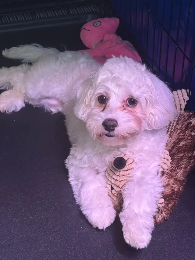 ❤️ADORABLE COCKAPOO❤️ in Dogs & Puppies for Rehoming in St. Albert - Image 6