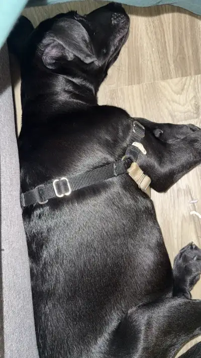 puppy for rehome, View more