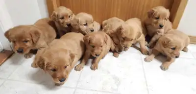 Purebred Golden Retriever Puppies, View more
