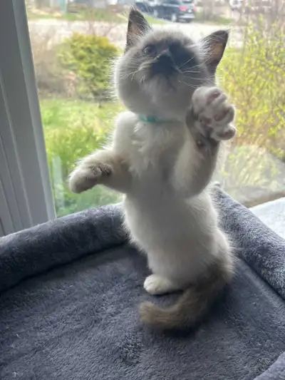 adorables chatons Ragdoll pure race, View more