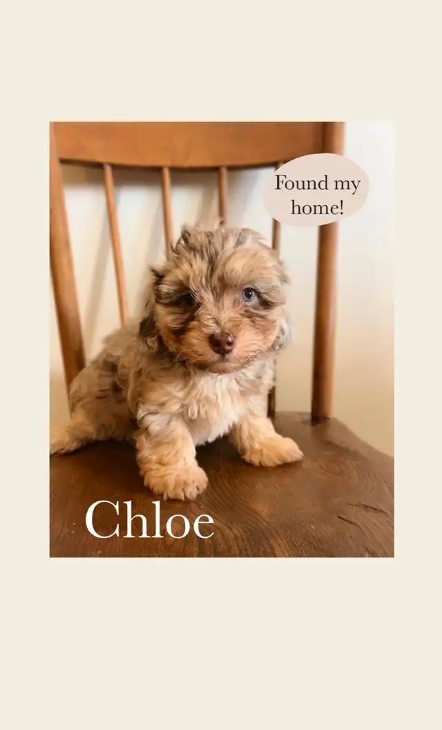 Havanese/Poodle Puppies - *One Left* in Dogs & Puppies for Rehoming in Edmonton - Image 4