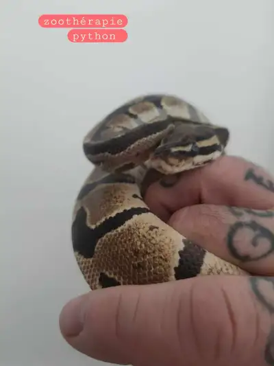 Vente/echange serpent python royal tres manipulable, View more