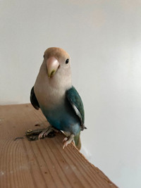 one year male lovebird rehoming