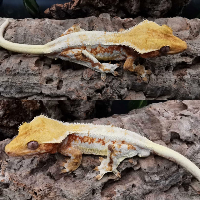 Crested gecko cxp01 in Reptiles & Amphibians for Rehoming in Kitchener / Waterloo