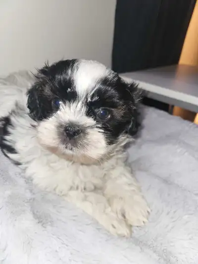 Shi/Poo pup Pic #2 only pup left, View more