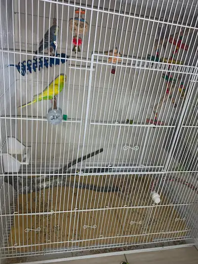 Brid lover budgies, View more