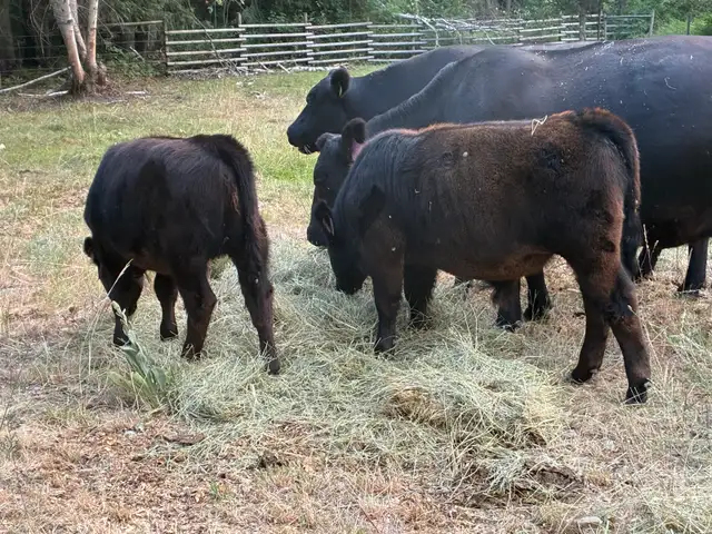 Black angus cross bull calf  in Livestock in Vernon - Image 7