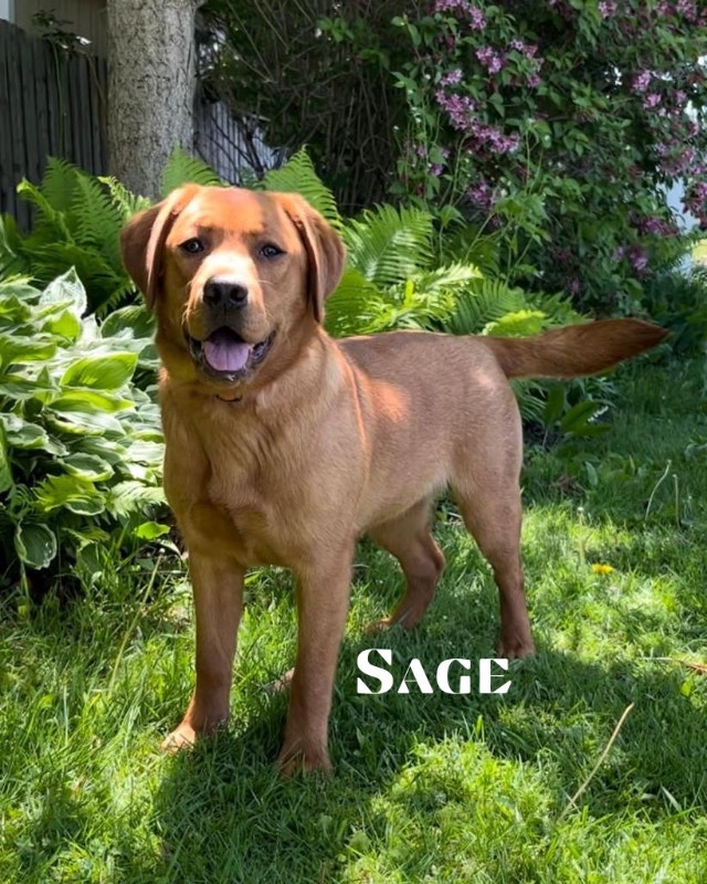 Purebred English LabradorsCKC REGISTERED Dogs & Puppies for