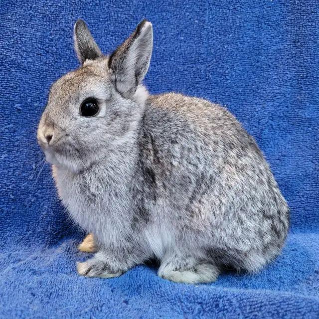 EXTRAORDINARY Netherland dwarf,  mini rex, Holland lop bunnies in Small Animals for Rehoming in Mississauga / Peel Region - Image 7