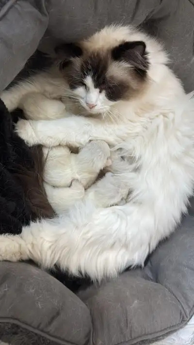 Adorable Ragdoll Kittens for Sale – Ready Late May / Early June, View more