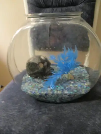 Extra large 2 gallon glass fish bowl...comes with skull for fish to hide in...stones and plastic tre...