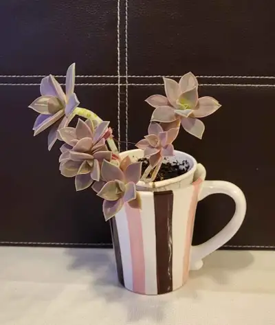 Peacock echeveria (Echeveria peacockii), View more