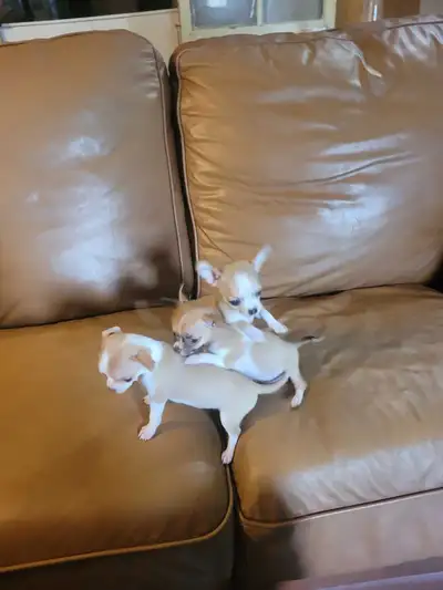 3 petites femelles chihuahuas, View more
