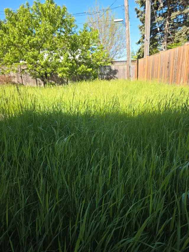 Lawn Care. Attention Landlords.628657101008651226