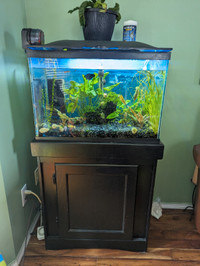 20 gal aquarium with live plants or without