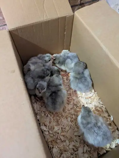 Purebred Chicks for sale , View more