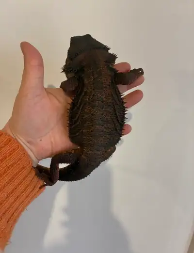 Red Monster Bearded Dragons 100%, View more