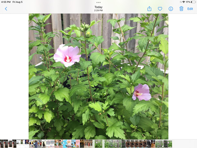ROSE OF SHARON,  PRICKLY PEAR CACTUS, AVOCADO in Plants, Fertilizer & Soil in St. Catharines - Image 3