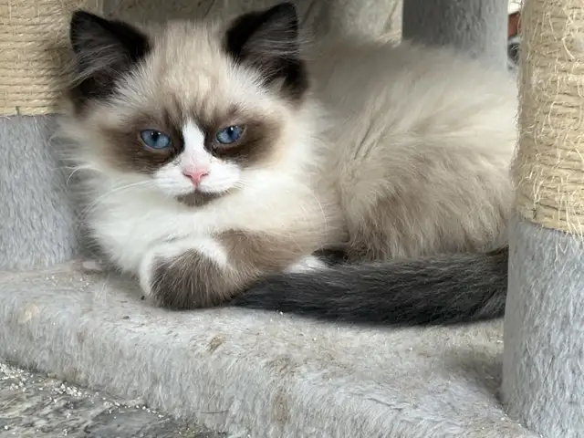 Ragdoll Kittena Ready to start the New Year with their families