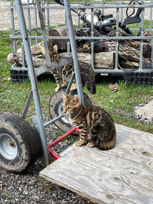Pure bred Bengal kittens  in Cats & Kittens for Rehoming in La Ronge - Image 2