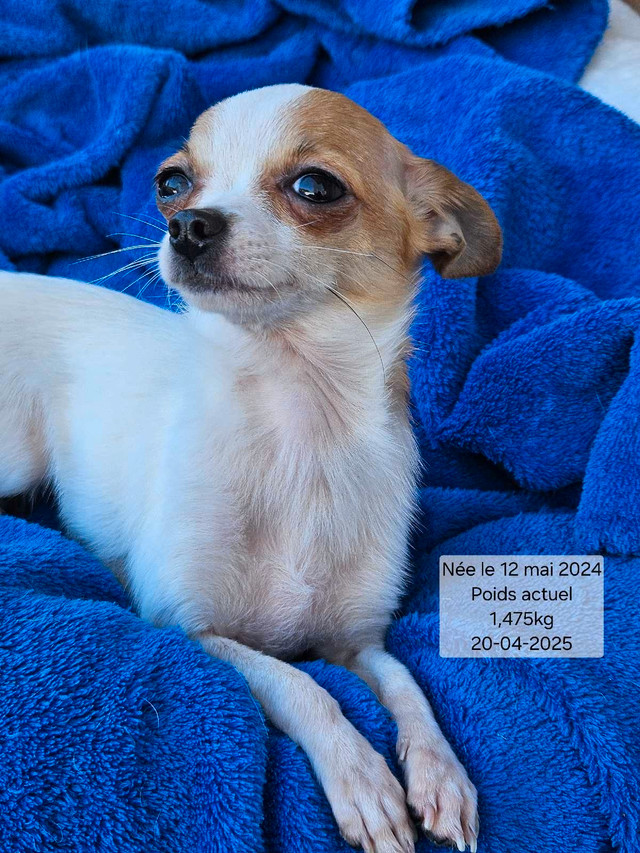 Petits Chihuahuas, chiots et chiens  dans Chiens et chiots à adopter  à Ville de Montréal - Image 4