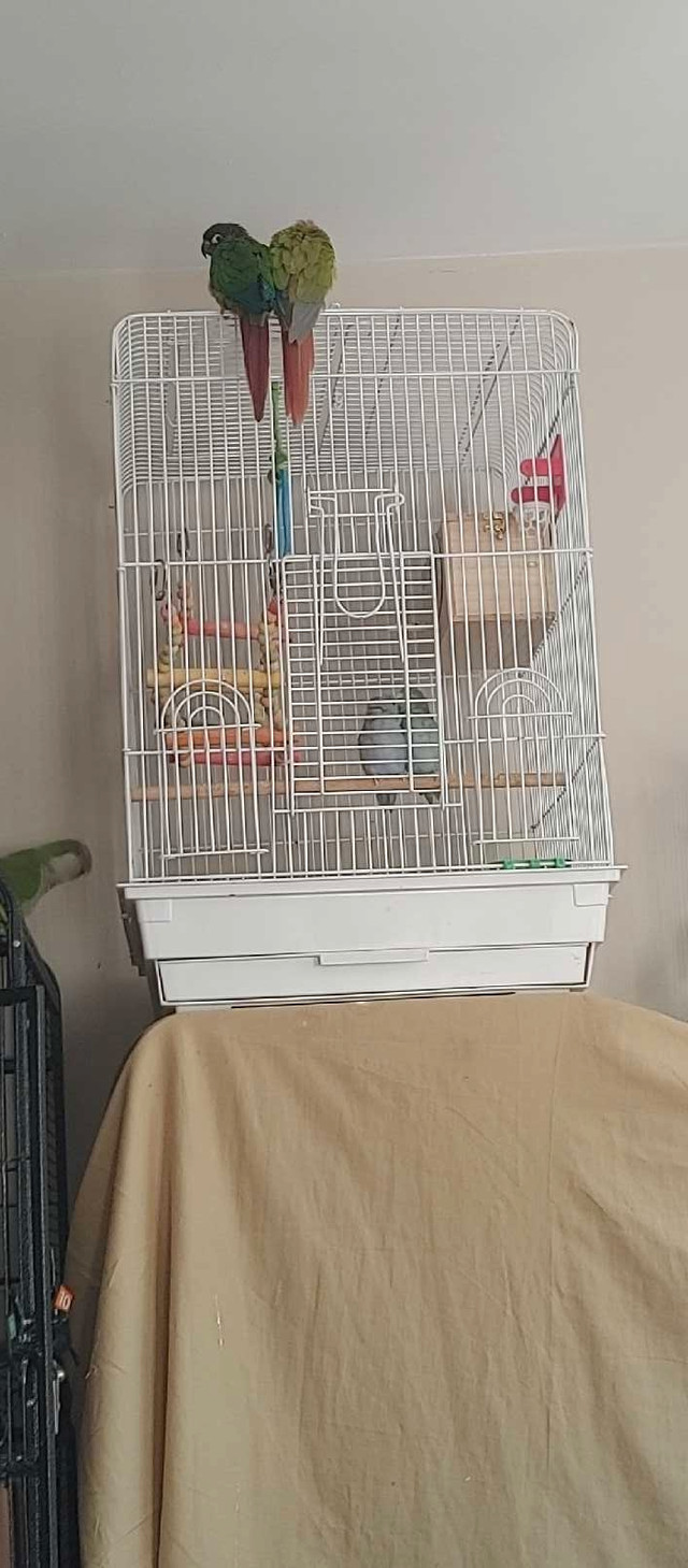 bonded parrotlet pair birds parrot parakeets pets for home adopt in Birds for Rehoming in Ottawa - Image 3