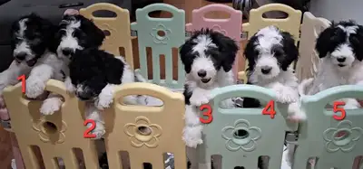 Sheepadoodle, View more