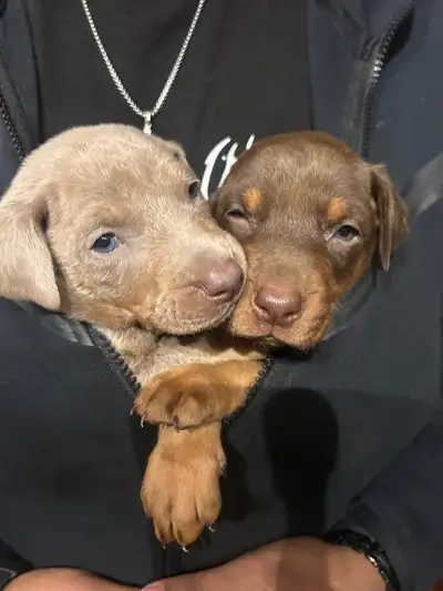 Doberman puppies, View more
