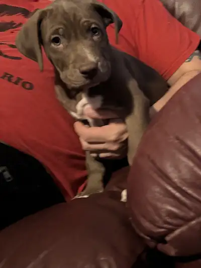 puppies ready to go, View more