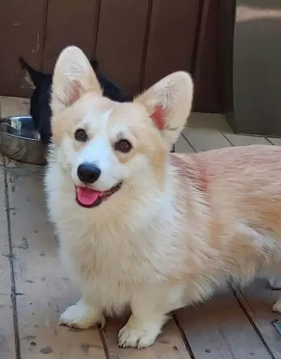 Chiot pembroke corgi enregistré micropucé, View more