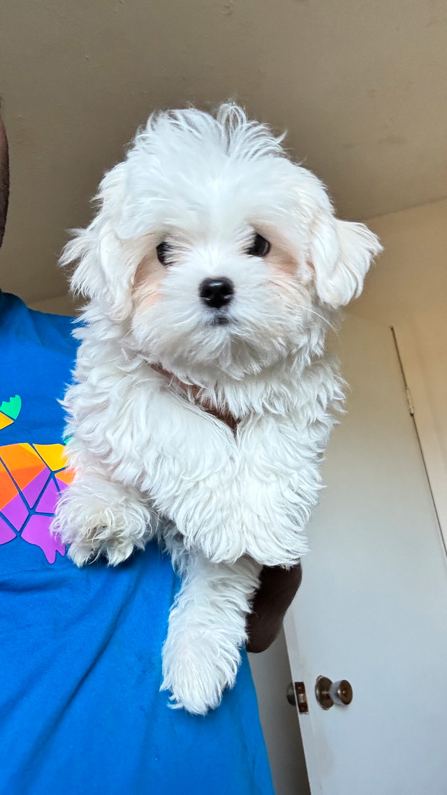 Vrai Bichon maltais , Maltese pure race , male desponible dans Chiens et chiots à adopter  à Laval/Rive Nord