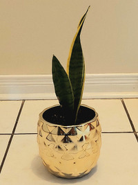 Snake Plant with Gold Pot