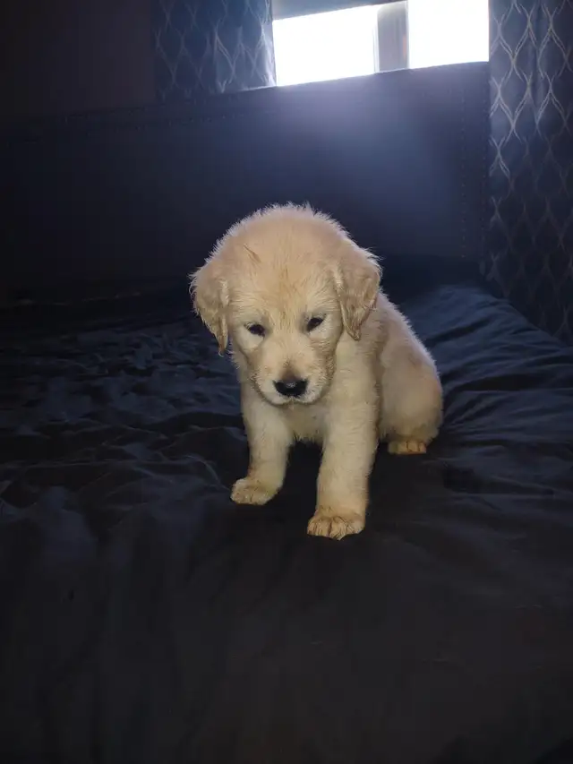 EXCELLENT PRICE!.  GOLDEN WAGGLES HAS 2 RETRIEVER  PUPPIES LEFT in Dogs & Puppies for Rehoming in Oakville / Halton Region - Image 5
