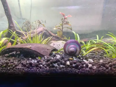 Mystery  Snails, View more