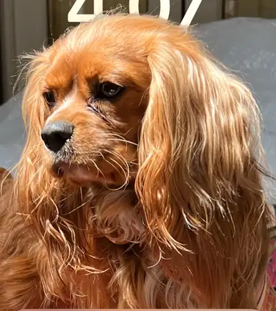 Cavalier, King Charles Spaniels - 3 Adults, View more