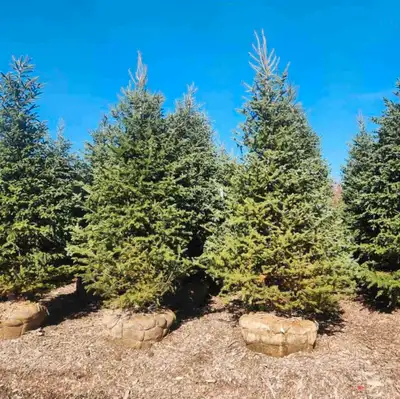 Spruce Trees , View more