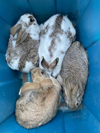 New Zealand cross Flemish big bunnies