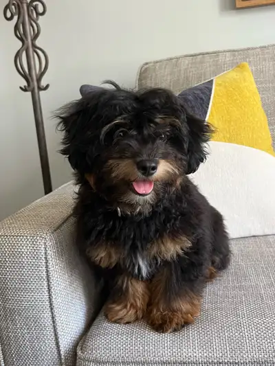 Male Shih poo puppy for rehoming, Cooper is 4 months old 6.5lbs crate trained, core vaccination and...