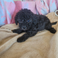 6 weeks  Toy gray  poodle looking for the new home