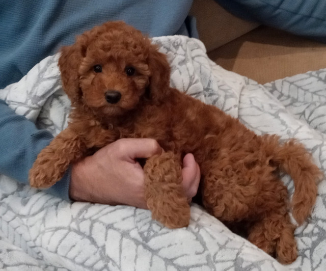 Super cute red toy poodle puppies in Dogs & Puppies for Rehoming in City of Toronto