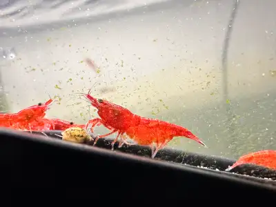 neocaridina shrimp for sale, View more