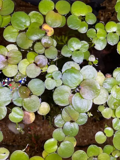 Looking to trade about 10 cm” circle of healthy frogbit in exchange for some eelgrass or another gra...