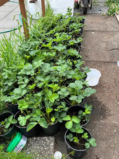 Strawberry plants  large orders available, View more