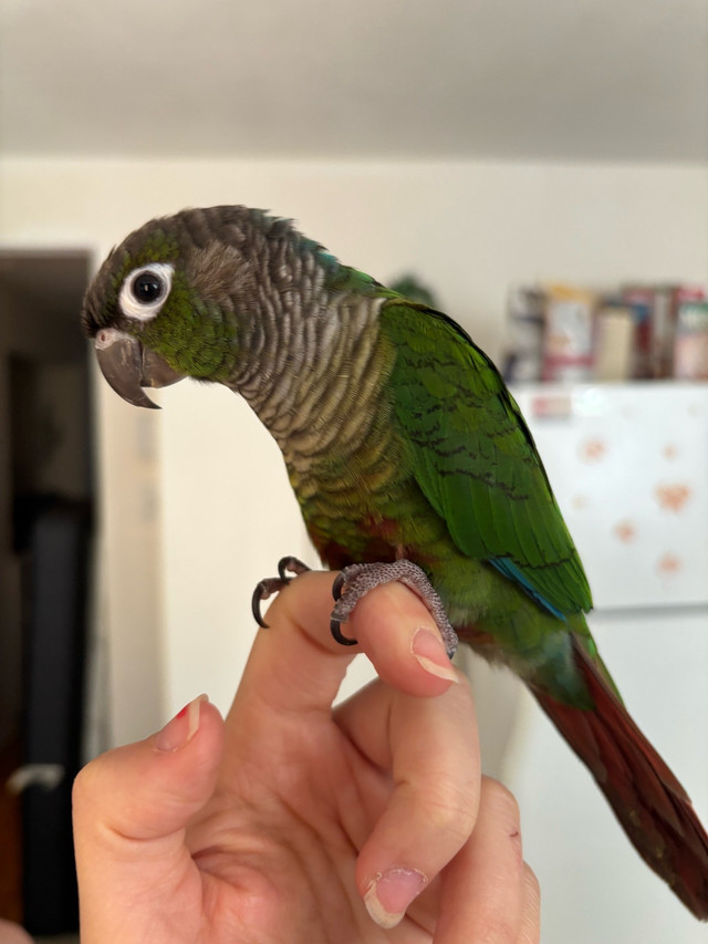 bébé conure à joue vertes dans Oiseaux à adopter  à Laval/Rive Nord - Image 2