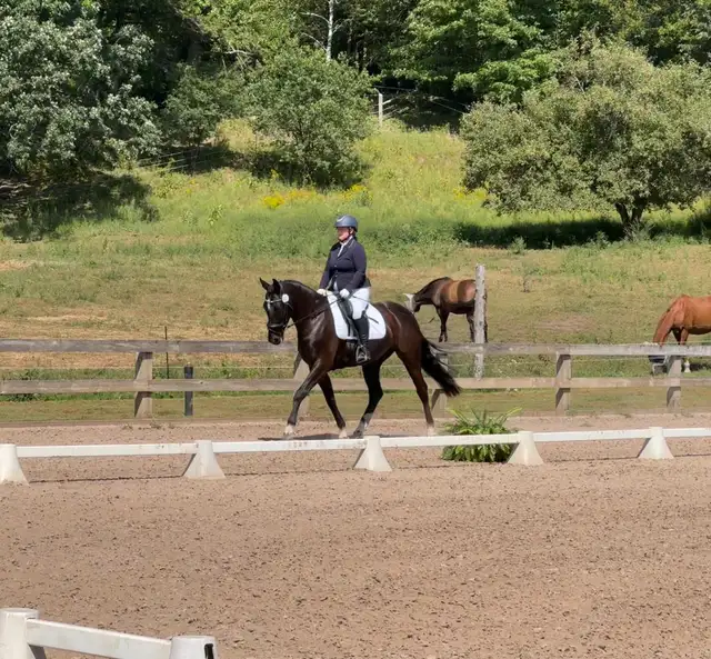 Horseback riding lessons65458275058178127