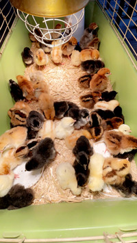 Purebred Chicks 