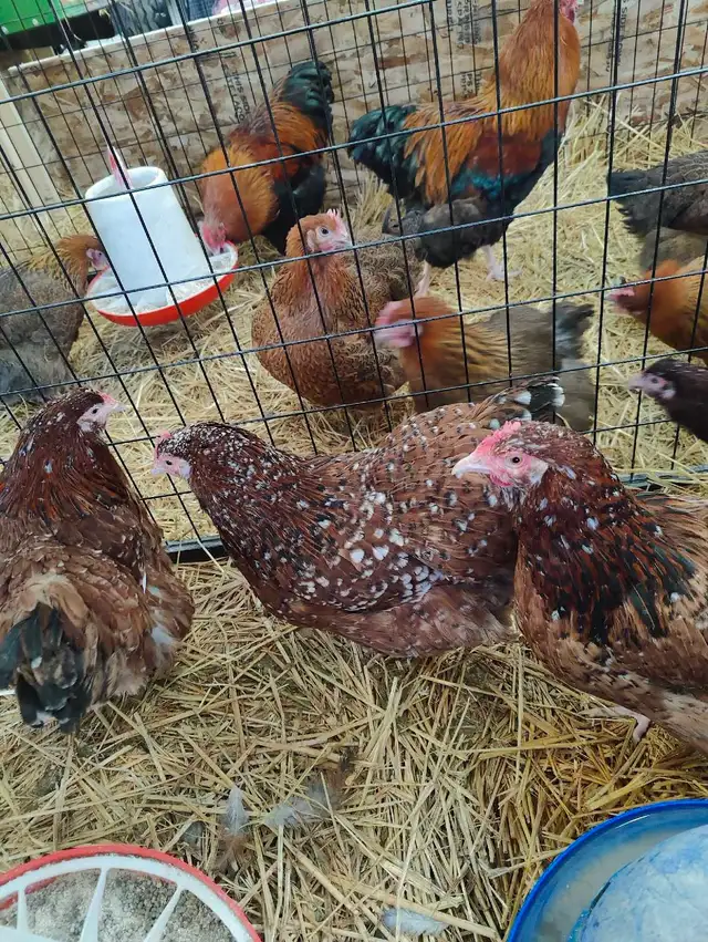 jubilee orpington chicks  in Livestock in Red Deer - Image 3